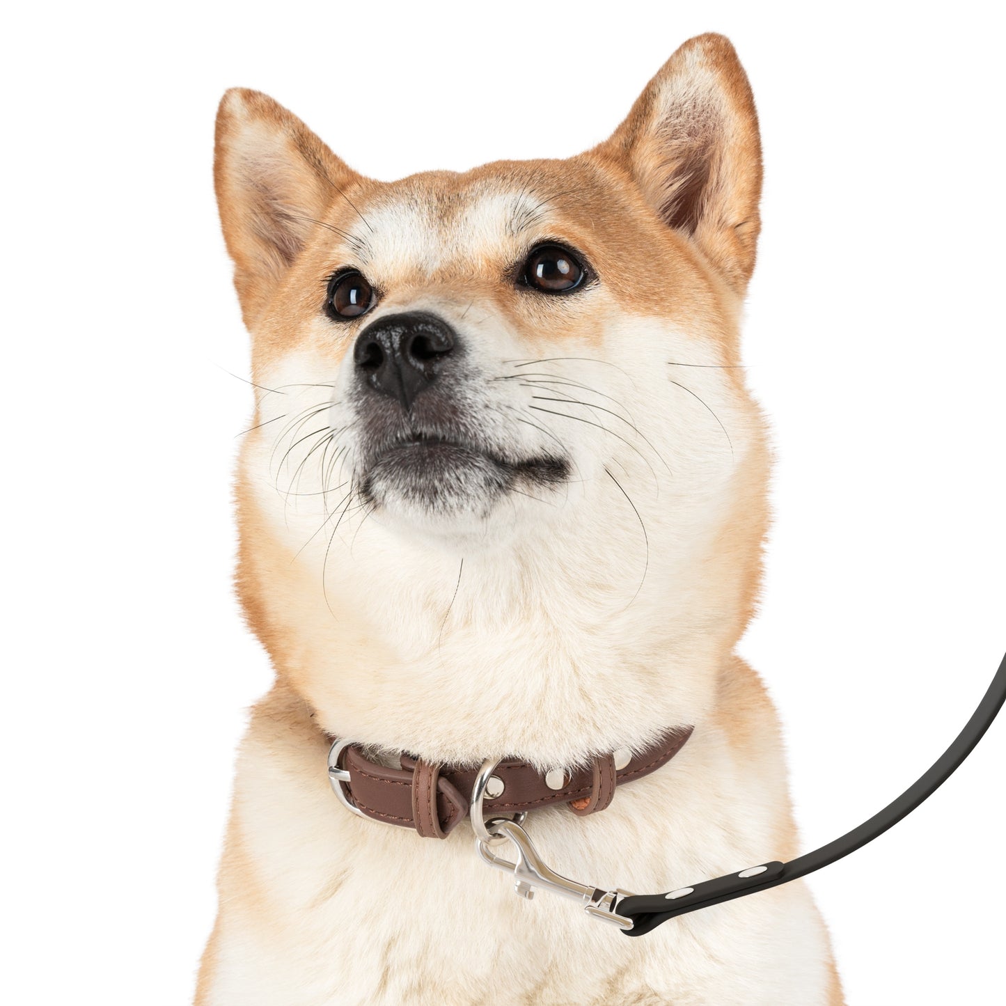 Customizable Dog Leash