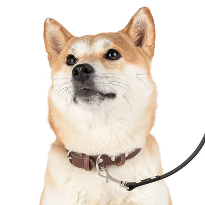 Customizable Dog Leash